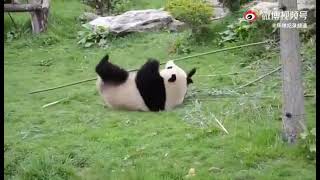 Kung Fu panda....