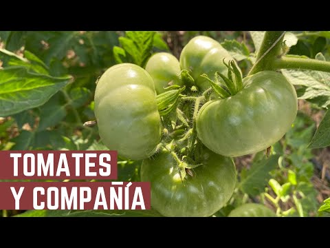 Video: ¿Debo conservar mis tomates voluntarios?: Eliminar o cultivar tomates voluntarios