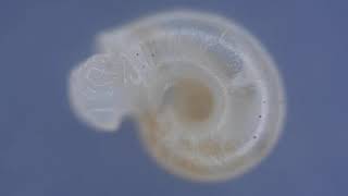Eccentric Grass Snail Vallonia Excentrica Coming Out And Going Back In Again.