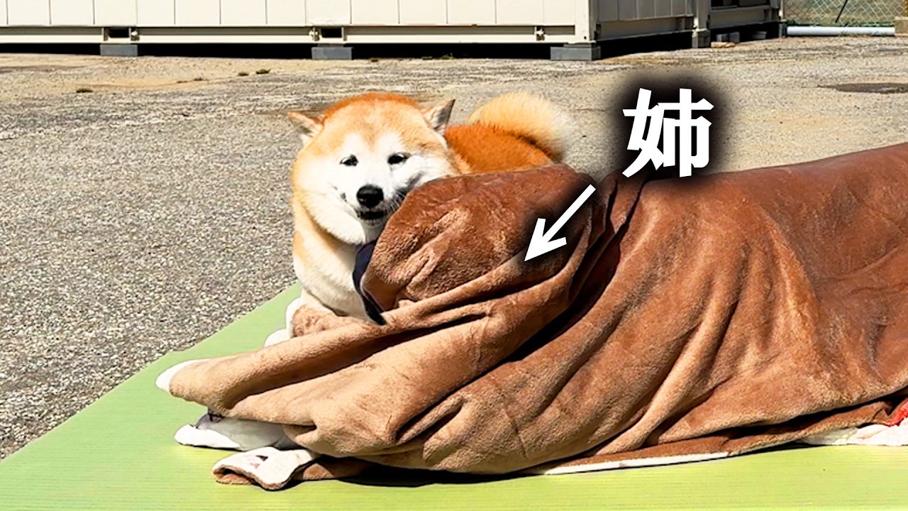柴犬君 ページ Shibe goes to the dog park and discovers his older sister under a