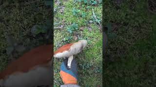 Огромный гриб Обабок дубовый #клад #копатель #коп #metaldetecting #находки #находкисметаллоискателем