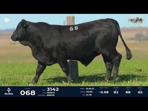 LOTE 68   TAT 3142 M Brangus