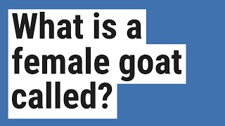What is a female goat called?