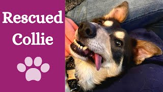 Rescued collie adjusting to life in foster home [Charlie's first week in foster] by Finn Paddy Dog Training 96 views 1 year ago 2 minutes, 43 seconds