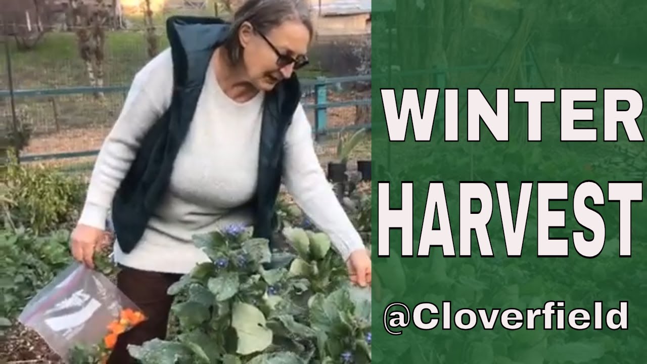 Winter Harvest and Cooking Winter Greens (California Winter Gardening & Harvest)