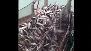 Herring fishing 2013 gulf gillnetting