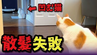 完全にバリカン失敗されて激怒する猫【関西弁でしゃべる猫】【猫アテレコ】 by ニャンチューバーつくし 【関西弁でしゃべる猫】 36,179 views 3 weeks ago 3 minutes, 22 seconds