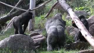 Gorillas Find Something, But What?