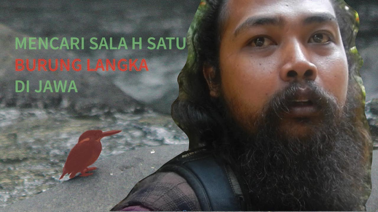Mencari Burung Langka di Jawa, Raja-udang Kalung-biru / Javan Blue