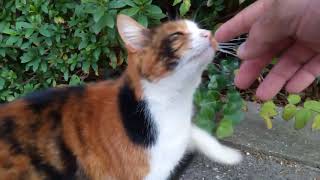 怖いかも?でも遊びたい?近づきたいけどおっかなびっくりな三毛猫