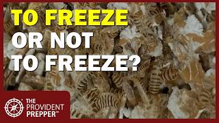 To Freeze or Not to Freeze? The Truth About Bugs in Your Wheat, Flour & Pasta