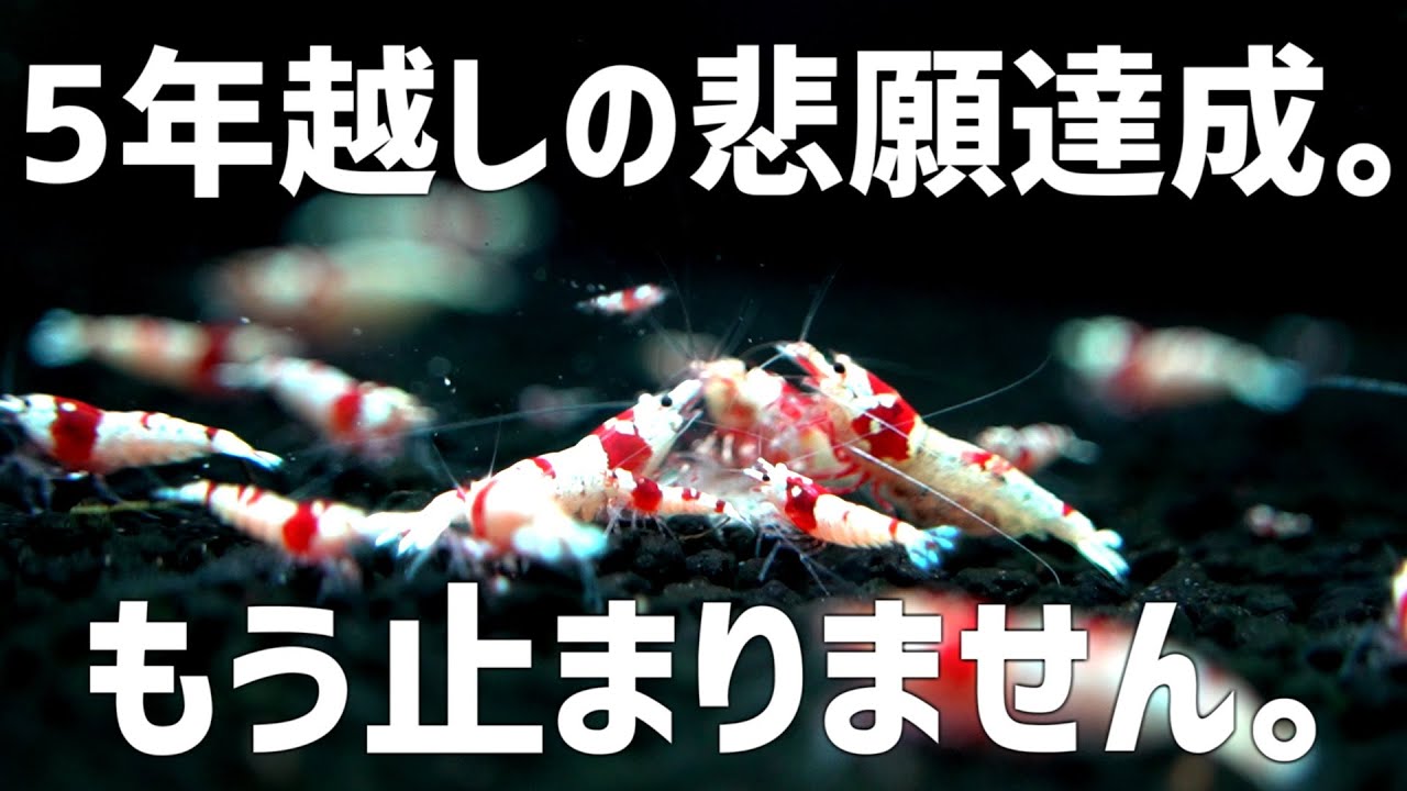 最高すぎる。レッドビーシュリンプが爆殖しまくってる水槽がこちら。#750【アクアリウム】