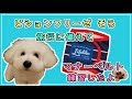 ★ そら マナーベルトの練習 ～旅行などの出先でのマーキング対策に～ ★ビションフリーゼ そら  Bichon Frise Sora
