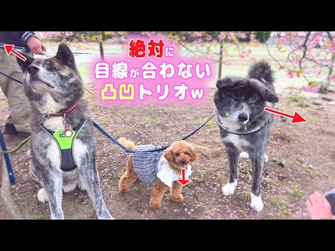 仲良しだけど息は合わない秋田犬×トイプーの凸凹トリオ【秋田犬】【大型犬】【akita dog】