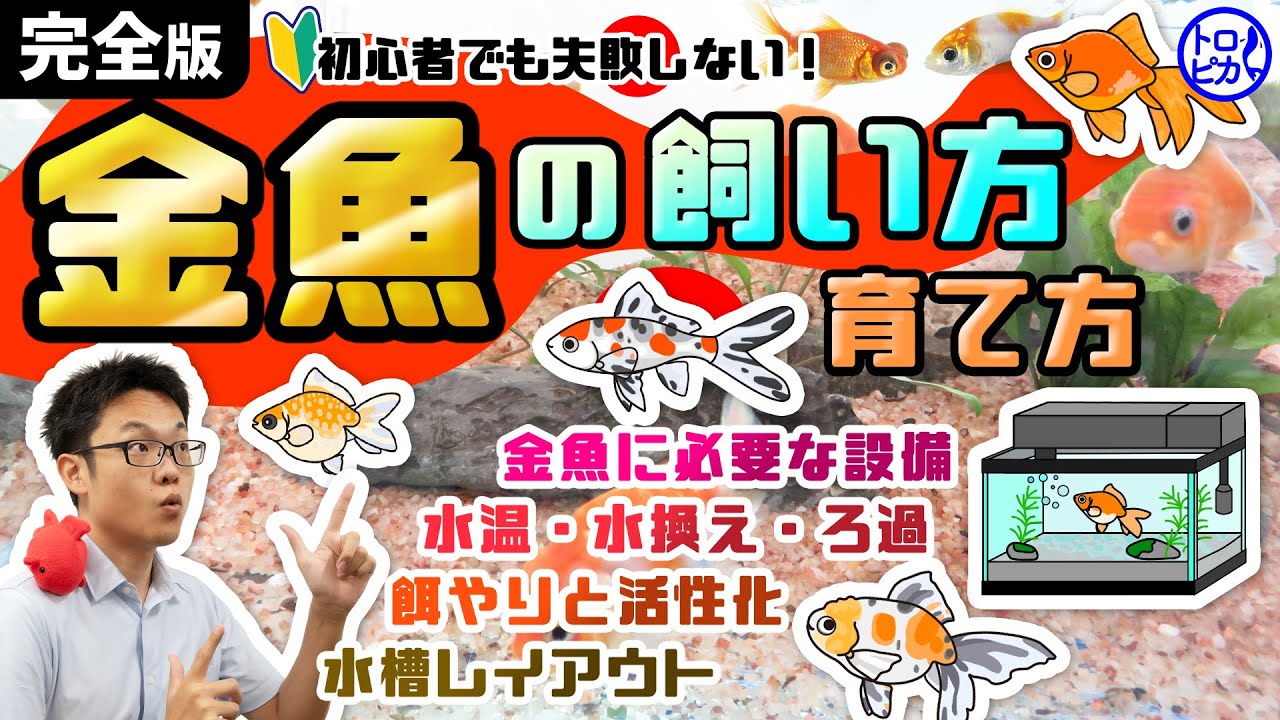 完全版】金魚の飼い方、育て方！水温、ろ過フィルター、水換えなど徹底
