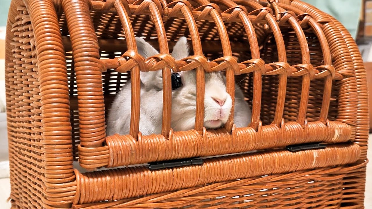 うっかりキャリーに入ってしまったことで爪切り行きが確定してしまい悲しみに打ちひしがれてるうさぎさん