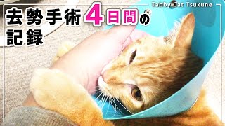 Male cat undergoing castration surgery:Cat status for 4 days after surgery