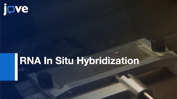 Odorant Receptor Genes Localization by RNA In Situ Hybridization | Protocol Preview