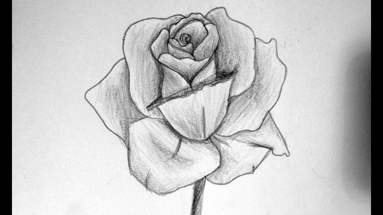 Comment Dessiner Une Rose Youtube