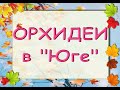 ЧУДЕСНЫЙ завоз ОРХИДЕЙ в "Юге","Дикий Кот",Ванды,19.11.20,Самара,ул.Авиационная,8.