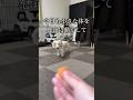 愛犬の老い…悲しくもかけがえのない日々 #保護犬 #老犬 #ミニチュアダックスフンド