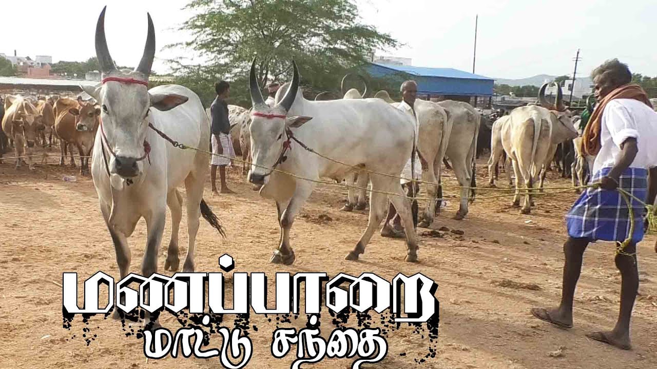 Manapparai mattu santhai | மணப்பாறை மாட்டு சந்தை