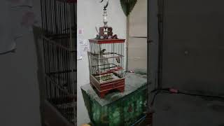 pleci ori merapi #pleci