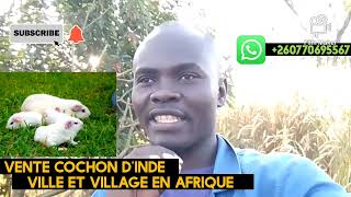 vendre des cochon d'Inde en ville ou village : ARGENT ET BENEFICE