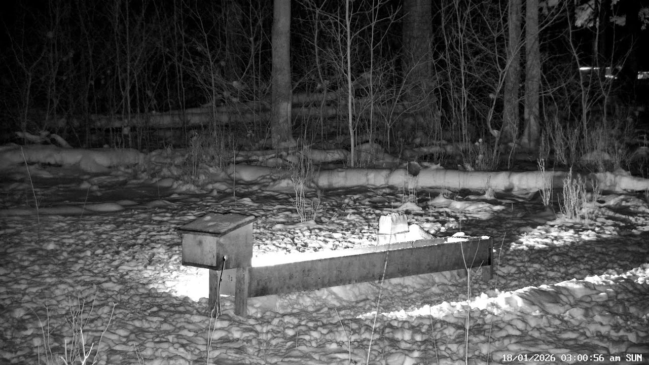 REPLAY - Fernwood Hills | PTZ Cam - 2026-01-17 PM