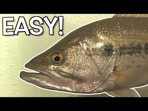How to Raise a Pet Bass (DIY)