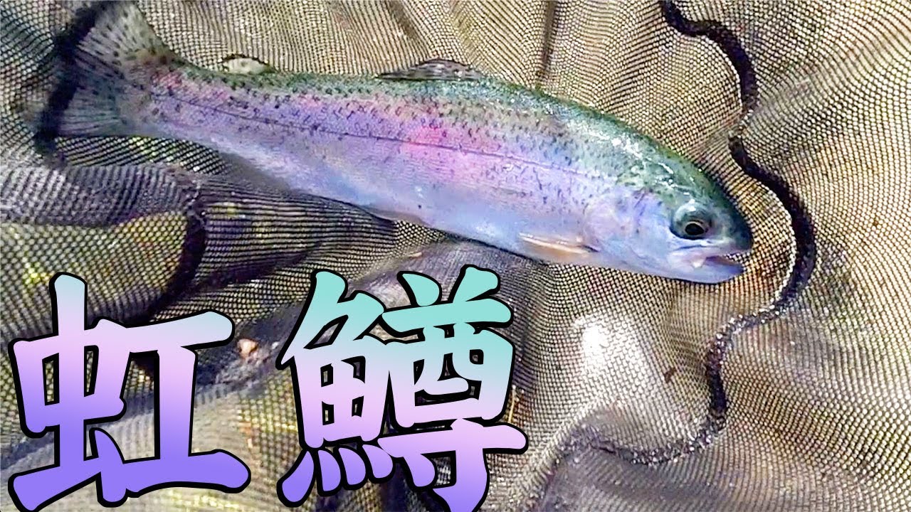 島田湖｜相模湖のすぐ隣の川釣りパラダイス  東京近郊釣り場情報 