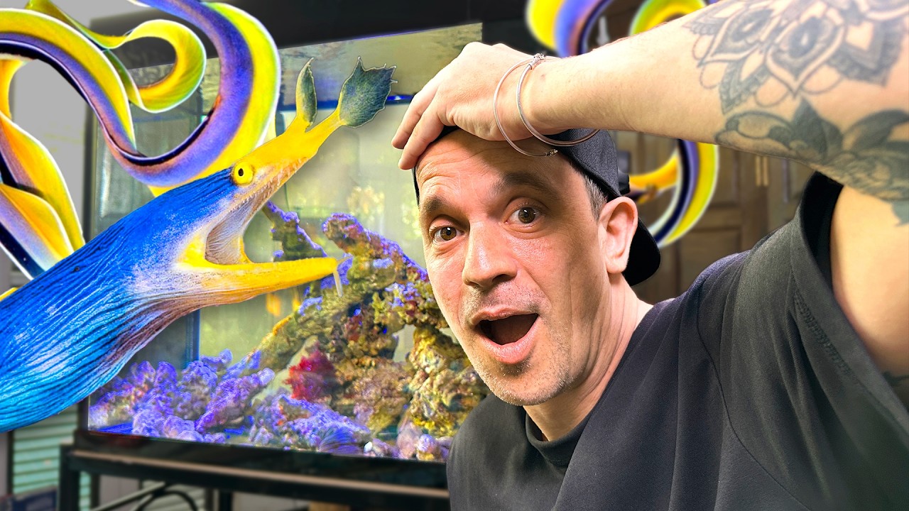 J'AI ENFIN ACHETÉ UNE MURÈNE ! (un rêve ou une grosse erreur ?) - TOOPET