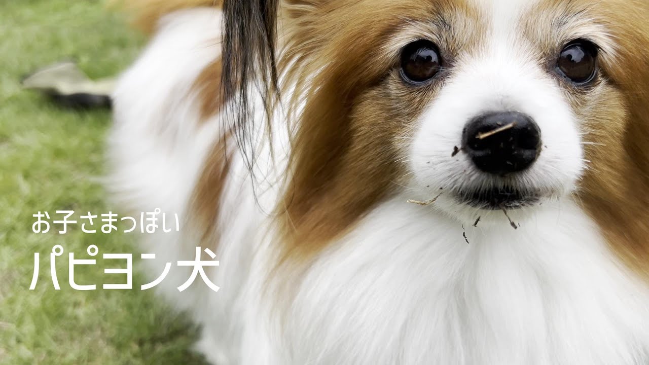 ハローキティ 子犬の散歩 パピヨン 花壇にもぐりこみ春の実家庭をせわしなく楽しむパピヨン犬 #107
