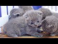 5 Minutes Kittens Playing around - British Shorthair Kittens