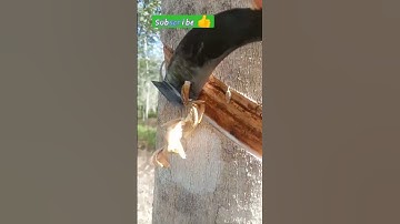 rubber tapping tutorial🌳#rubber #tree #shorts