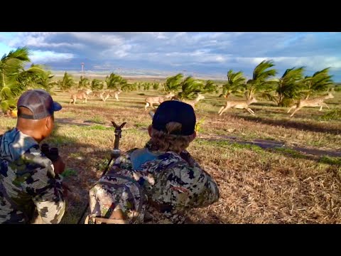 These DEER Almost Ran Us Over! Dream Vacation Hunt 🔥