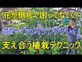 [ガーデニング] 高性宿根草×高性一年草で作る「倒れない庭」