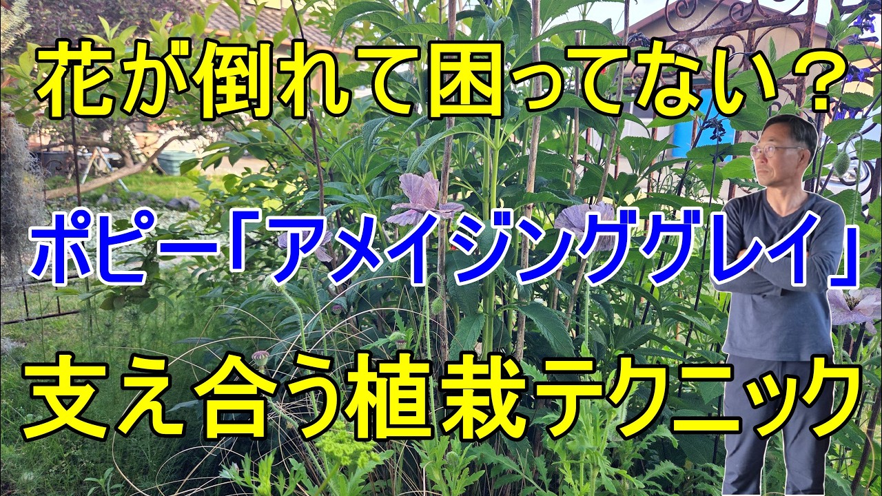 [ガーデニング] 高性宿根草×高性一年草で作る「倒れない庭」