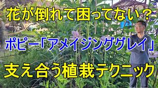 [ガーデニング] 高性宿根草×高性一年草で作る「倒れない庭」