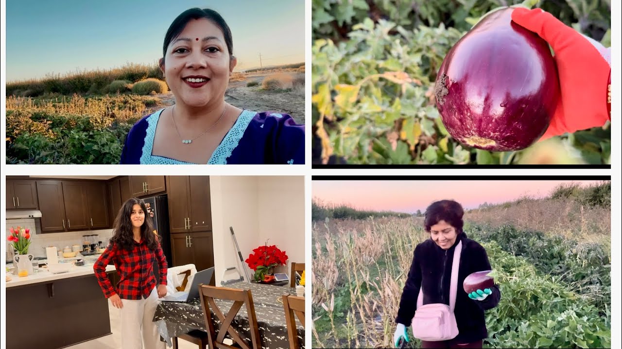 আজ বাগান থেকে প্রচুর ফ্রেশ বেগুন তুলে আনলাম,শীতের রাতে বেগুন পোড়া বানাবো বলে 😊eggplant picking 