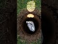 My Rabbit's Underground Mystery Finally Solved