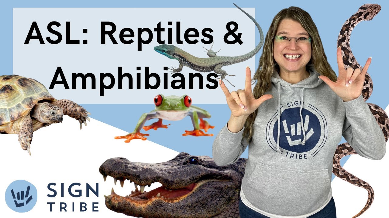 ASL Reptiles and Amphibians | Sign Tribe Academy | ASL for alligator, snake, turtle, lizard, frog