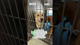 Adoptable dog Siberian husky mix CHURRO #A5780674 Lancaster ACC Lancaster CA is kenneled with