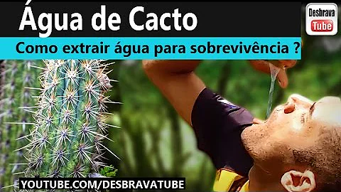 O que tem dentro de um cacto?