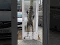 Trash la puerta. www. es – street art short, urban art BCN, art video Barcelona