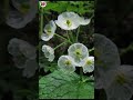 😱🌸MAGICAL Skeleton Flower Blooms in the Rain!🍂🍁 #fyp #facts #plants #skeletonflower