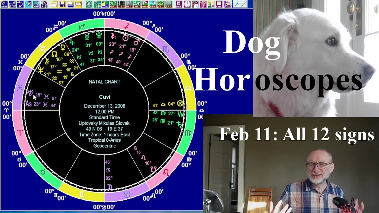 Tue Feb 11 2025 astrology: ALL 12 SIGNS, dog horoscopes