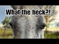 This is why horse people never go on vacation!