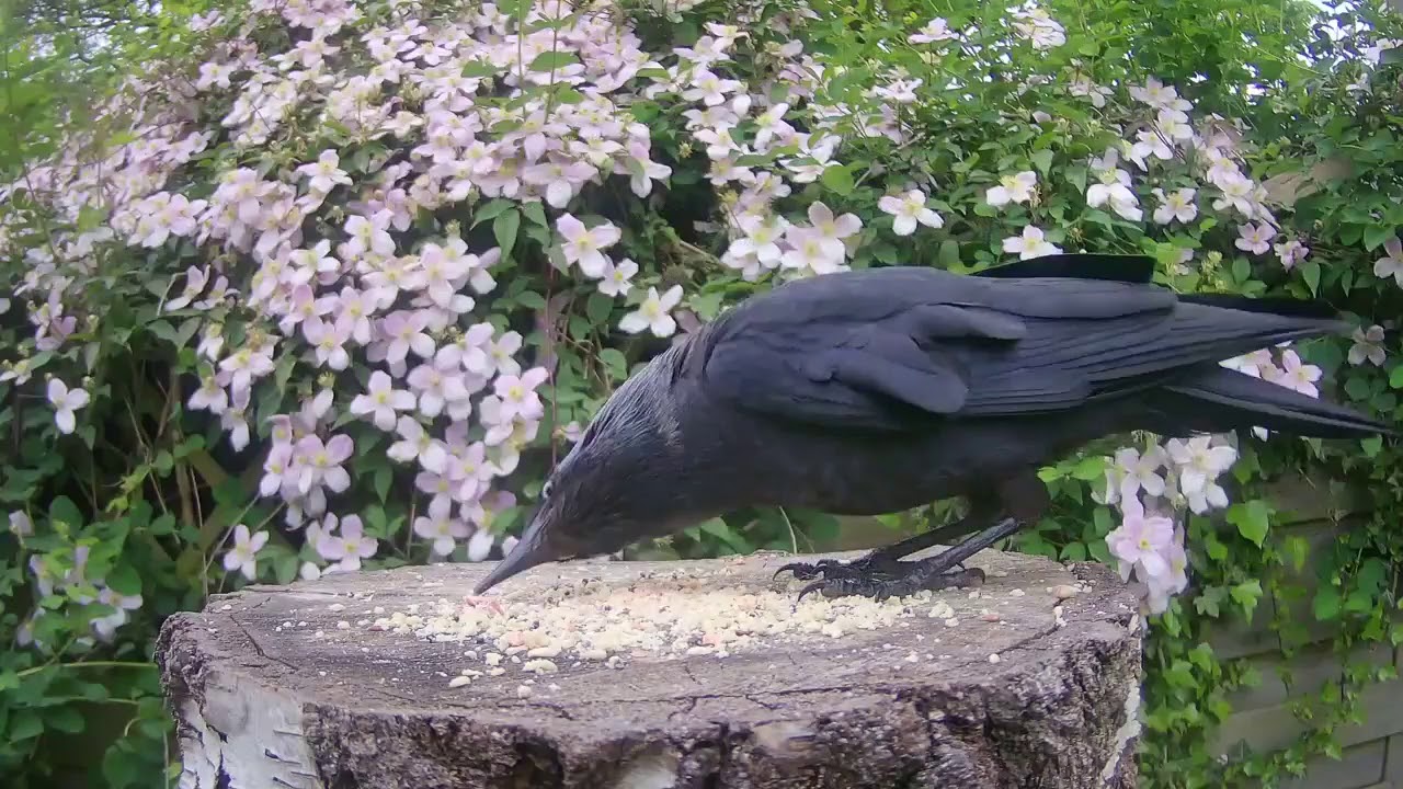 Jackdaw feeding strategy YouTube