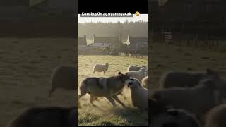 Kurt Koyunu Kaptı Bugün Aç Uyumayacak